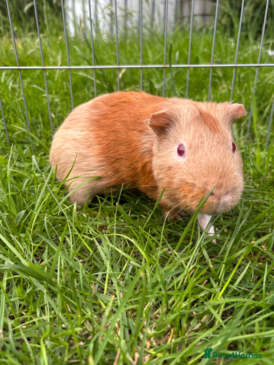Guinea Pig rodents for sale: Male guinea pig for sale  - Advert 1