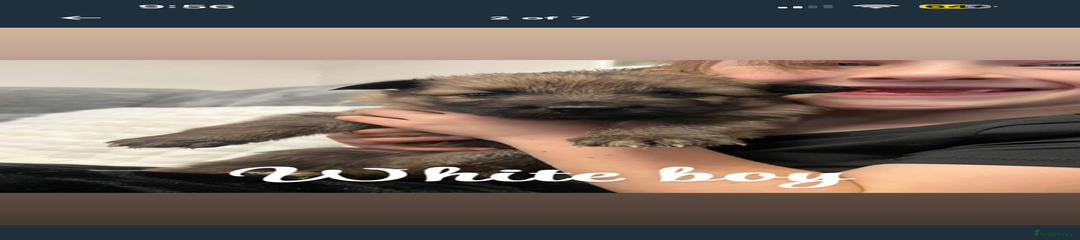 German Shepherd Puppy 2