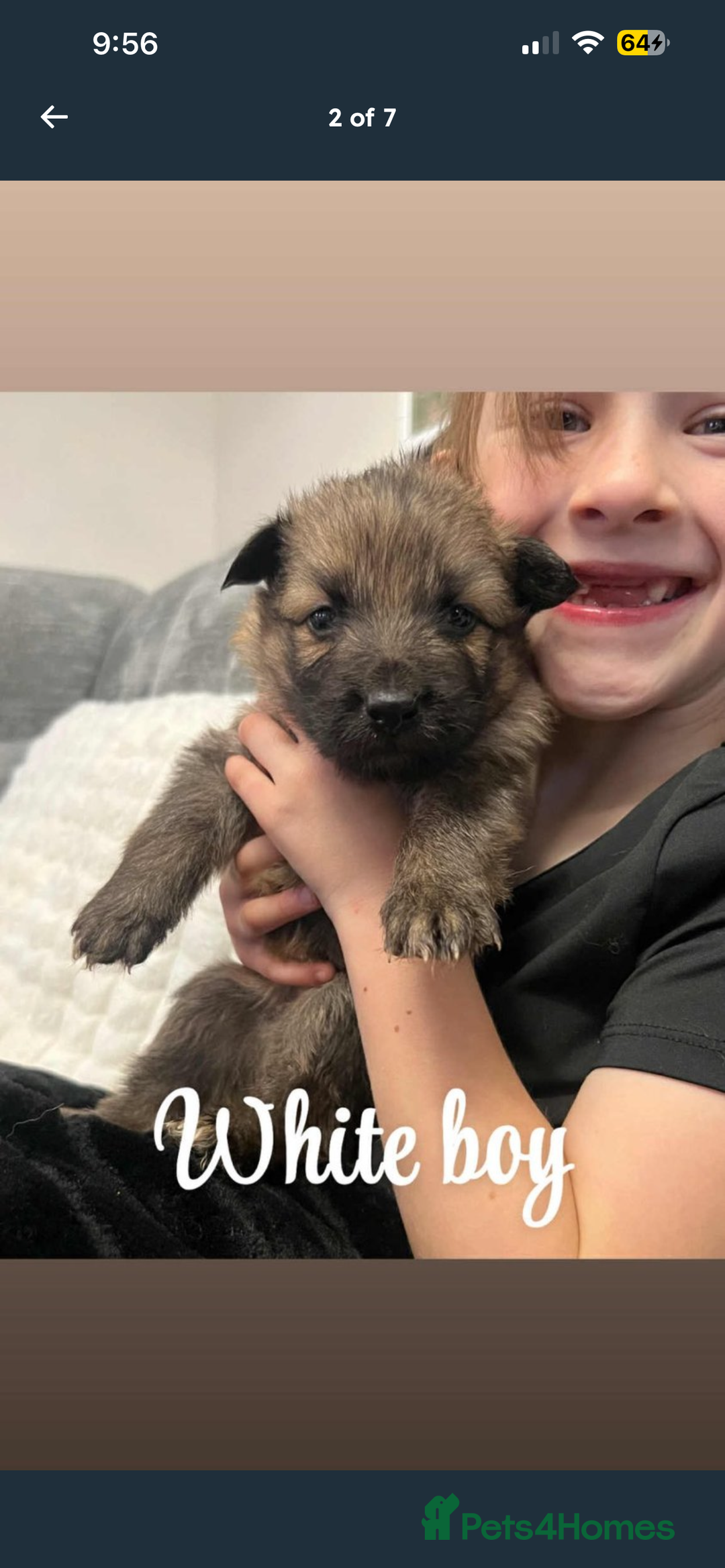 German Shepherd dogs for sale: 4 stunning full breed German Shepard puppies  - Image 2