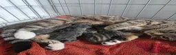 Mixed Breed cats for sale: 4 beautiful kittens  in Huntingdon - Advert 2