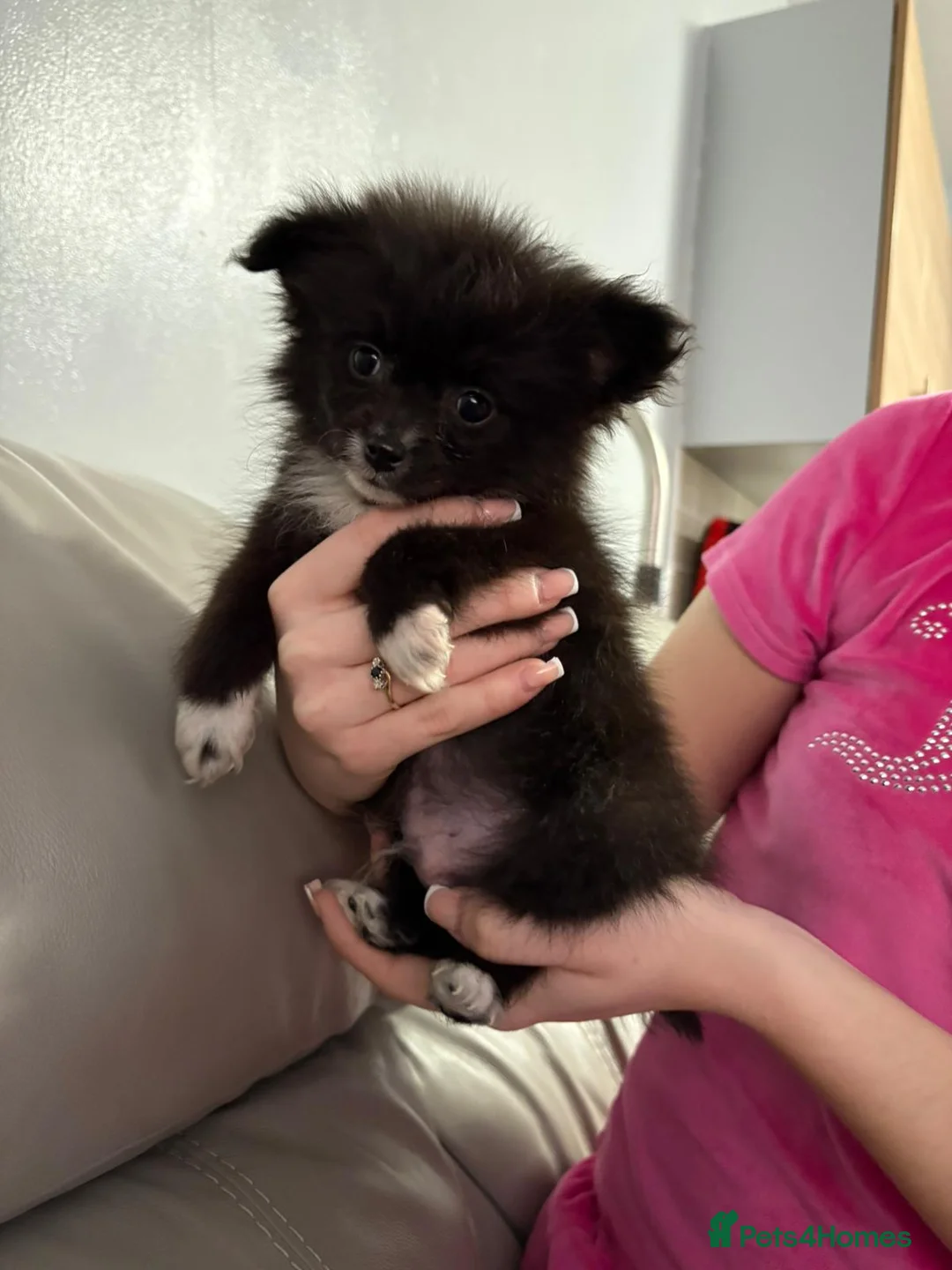 Pomeranian dogs for sale: Minature Pomeranian Puppy - Advert 2