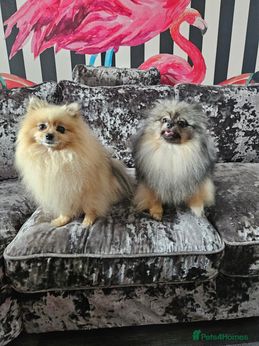 Pomeranian dogs for sale: Pomeranian show dogs x2 - Image 4