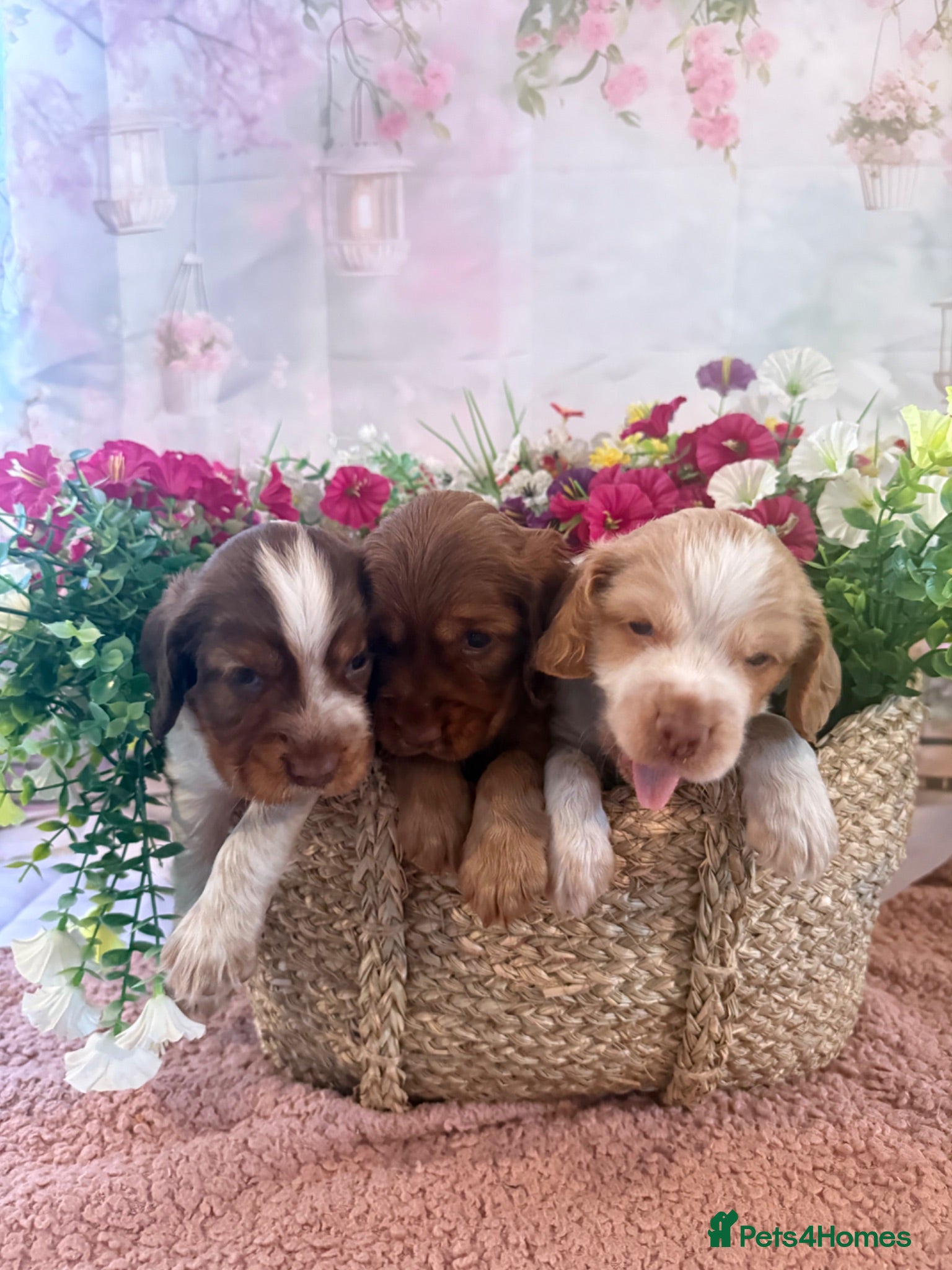 Mixed Breed dogs F1BB ENGLISH SHOW TYPE COCKERPOOS - Advert 6