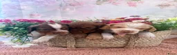 Mixed Breed dogs for sale: F1BB ENGLISH SHOW TYPE COCKERPOOS in Waterlooville - Advert 1
