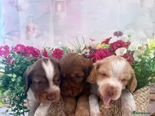 Mixed Breed dogs F1BB ENGLISH SHOW TYPE COCKERPOOS - Advert 6