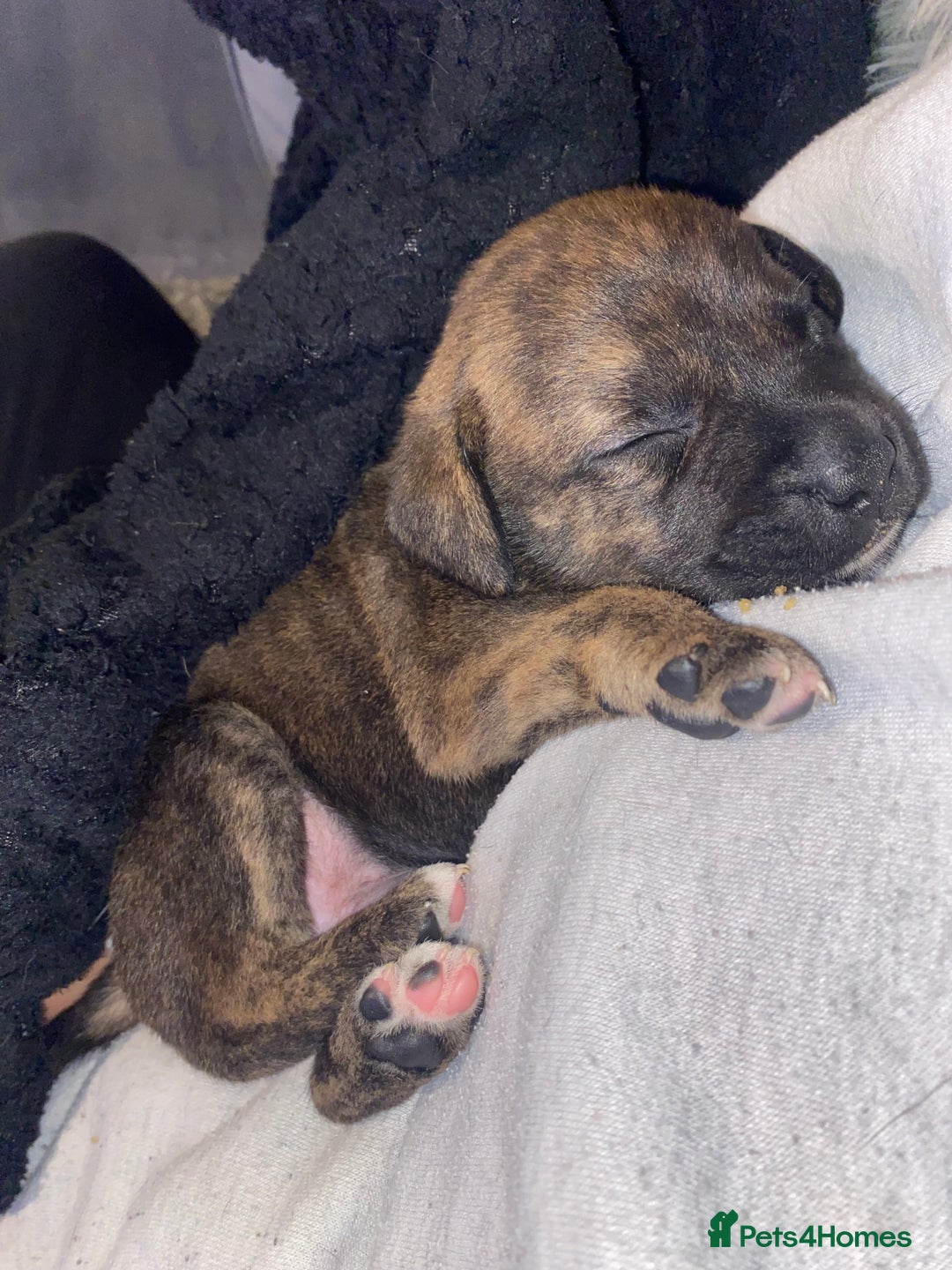 Staffordshire Bull Terrier dogs for sale: Beautiful tri and brindle staffy pups - Image 14