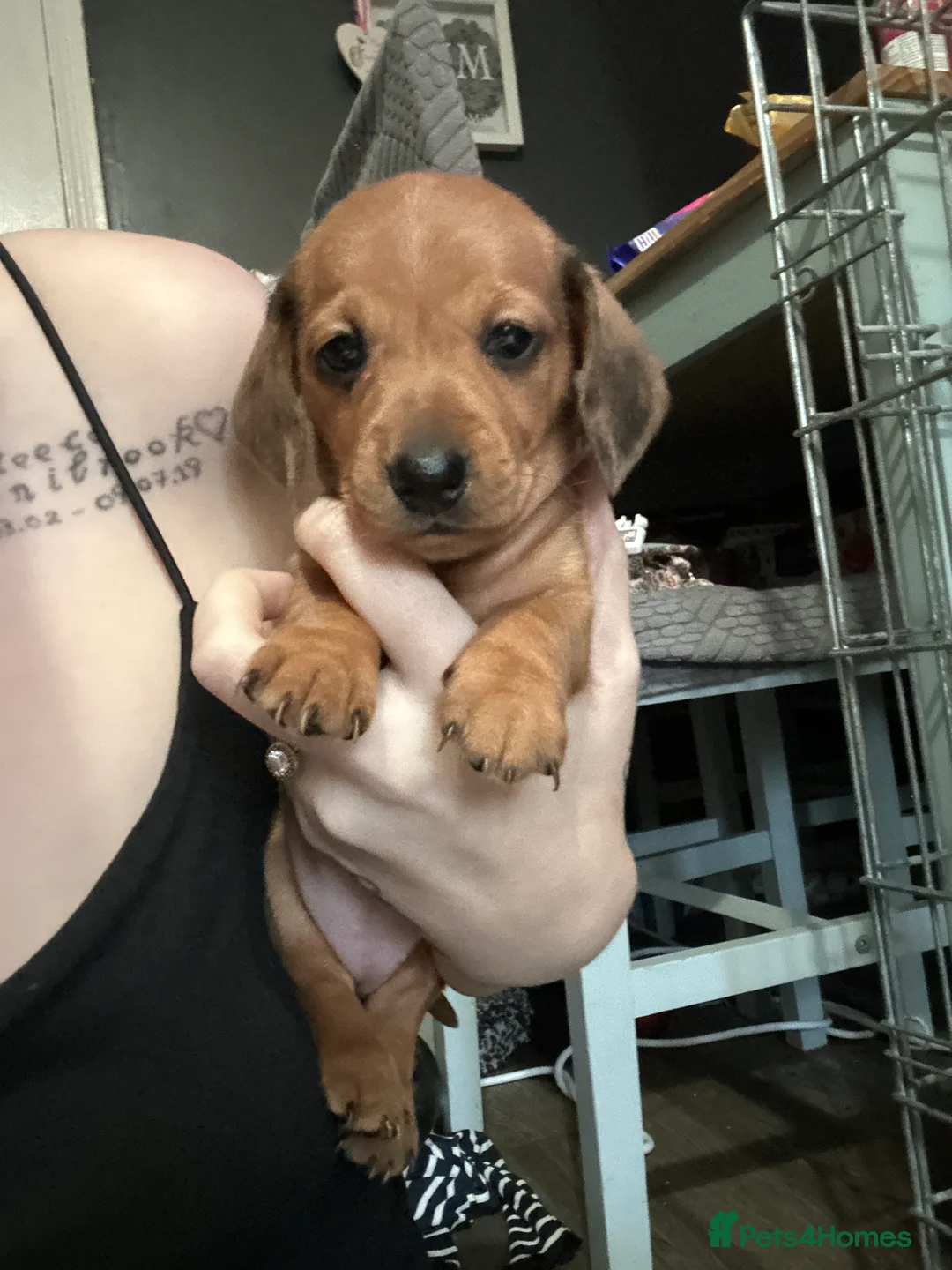 Miniature Dachshund dogs for sale: Dapple red miniature dachshund  - Advert 4
