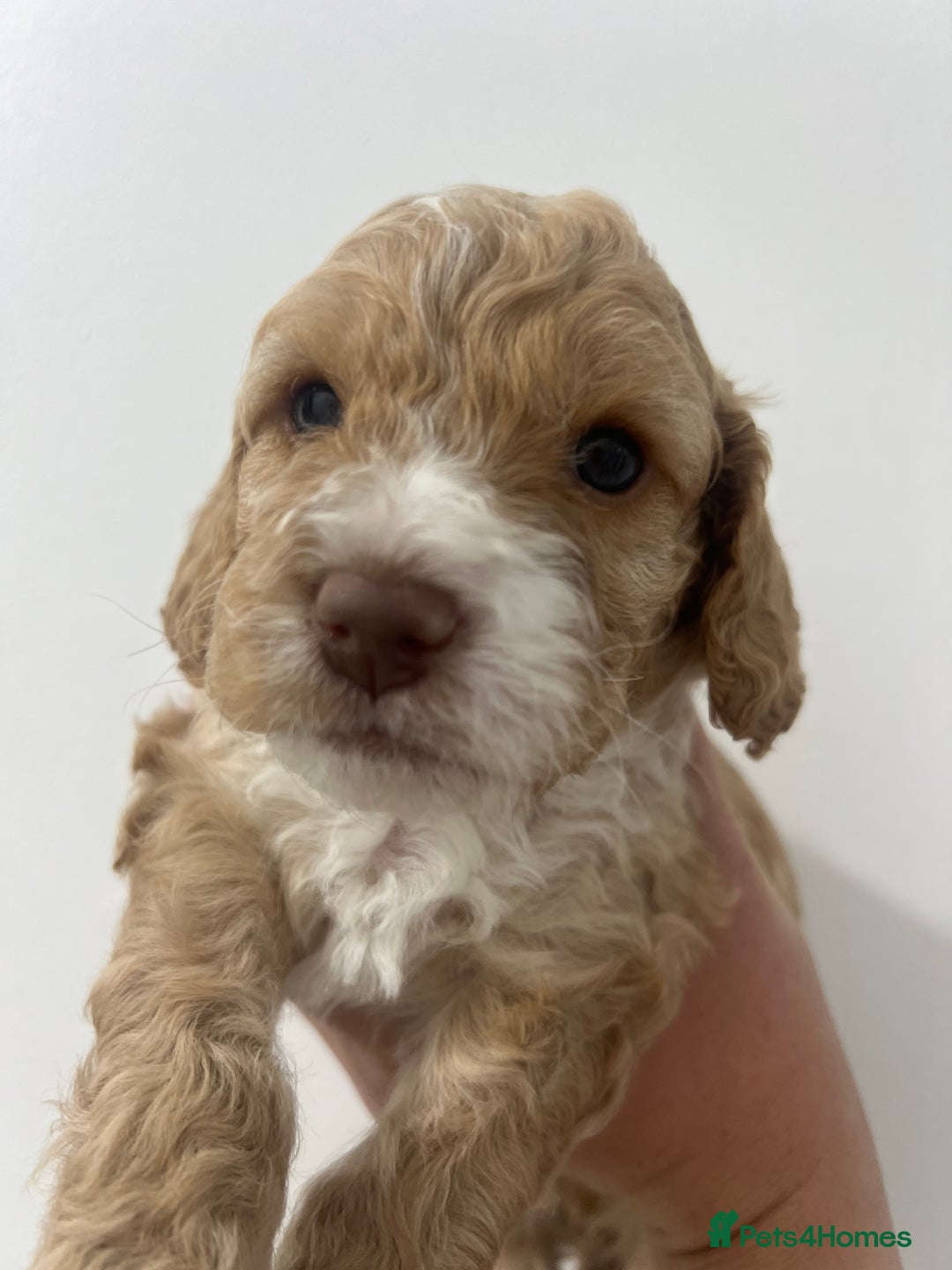 Cockapoo dogs for sale: Stunning F2 miniature cockapoo puppies - Image 10