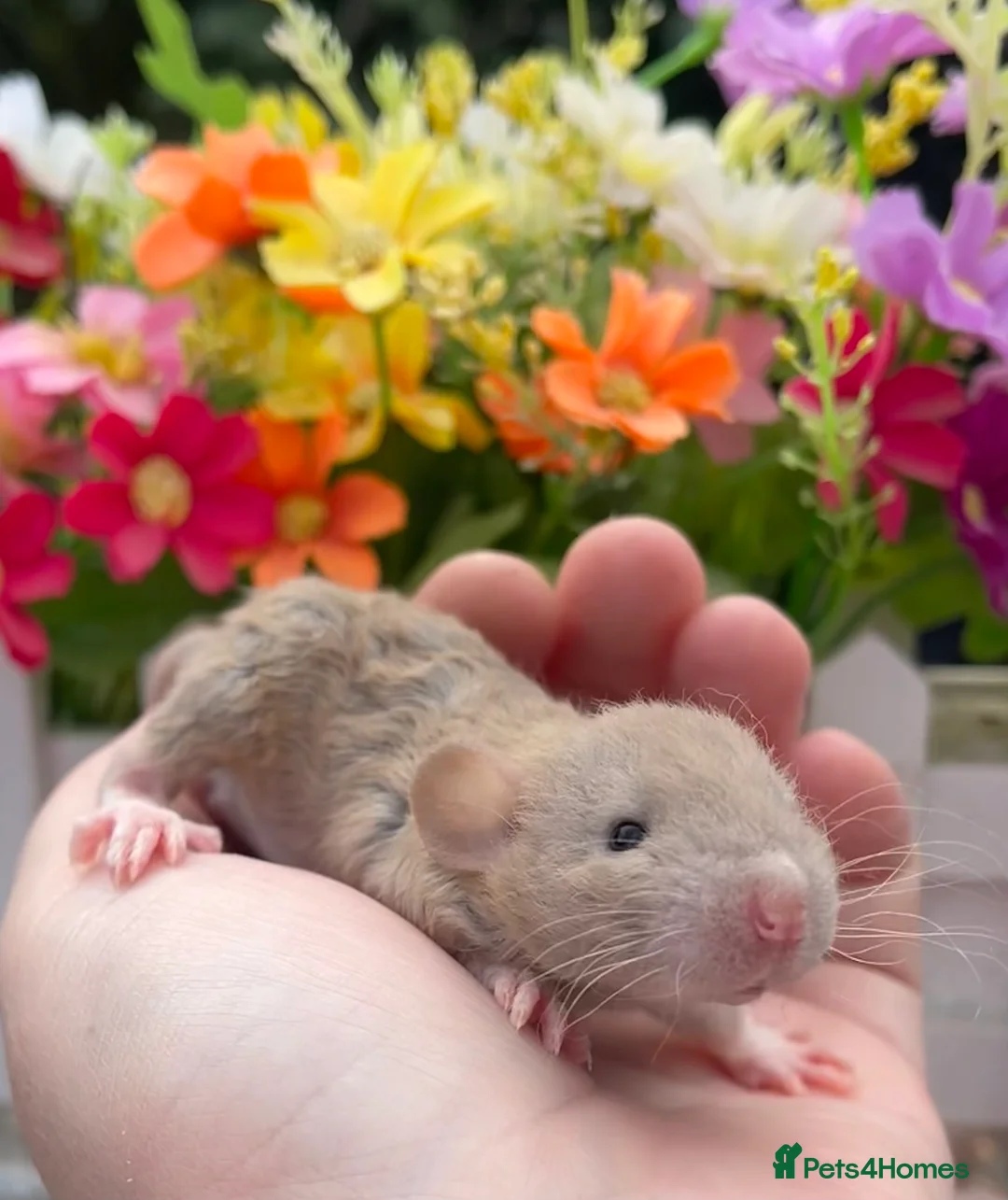 Rat rodents for sale: Gorgeous Baby Dumbo Rats for Sale! - Advert 4