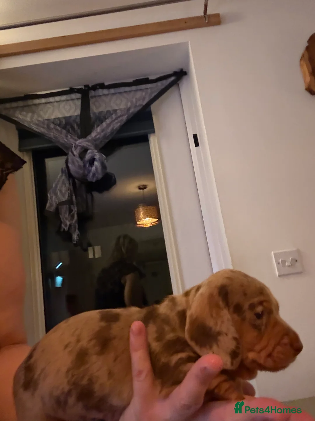 Miniature Dachshund dogs for sale: Miniature dachshund  - Advert 5