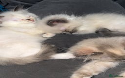 Ragdoll cats for sale: RAGDOLL KITTENS FOR SALE💕 - Image 11
