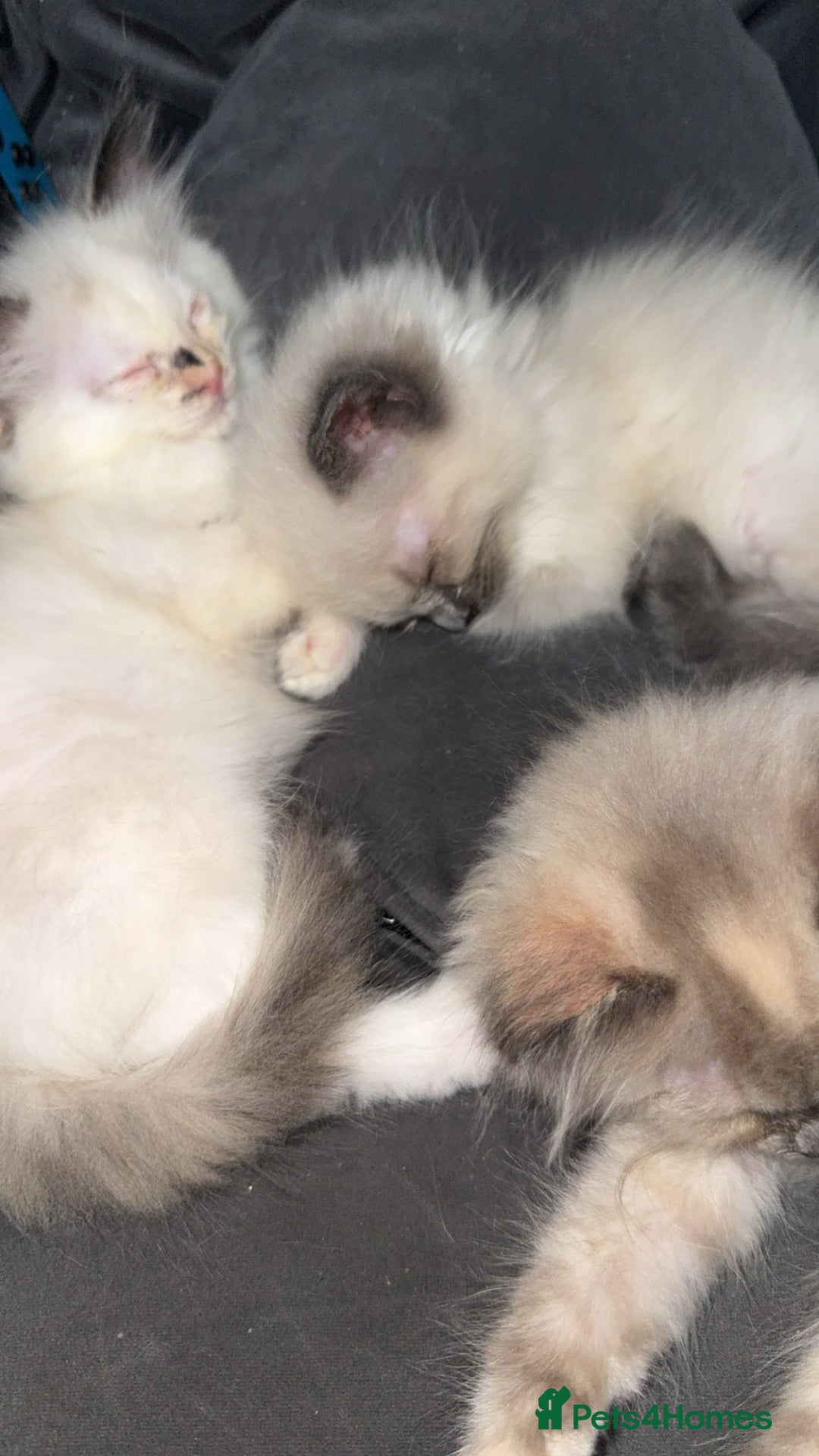 Ragdoll cats for sale: RAGDOLL KITTENS FOR SALE💕 - Image 11