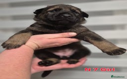 German Shepherd dogs for sale: German Shepherd puppies  - Advert 24