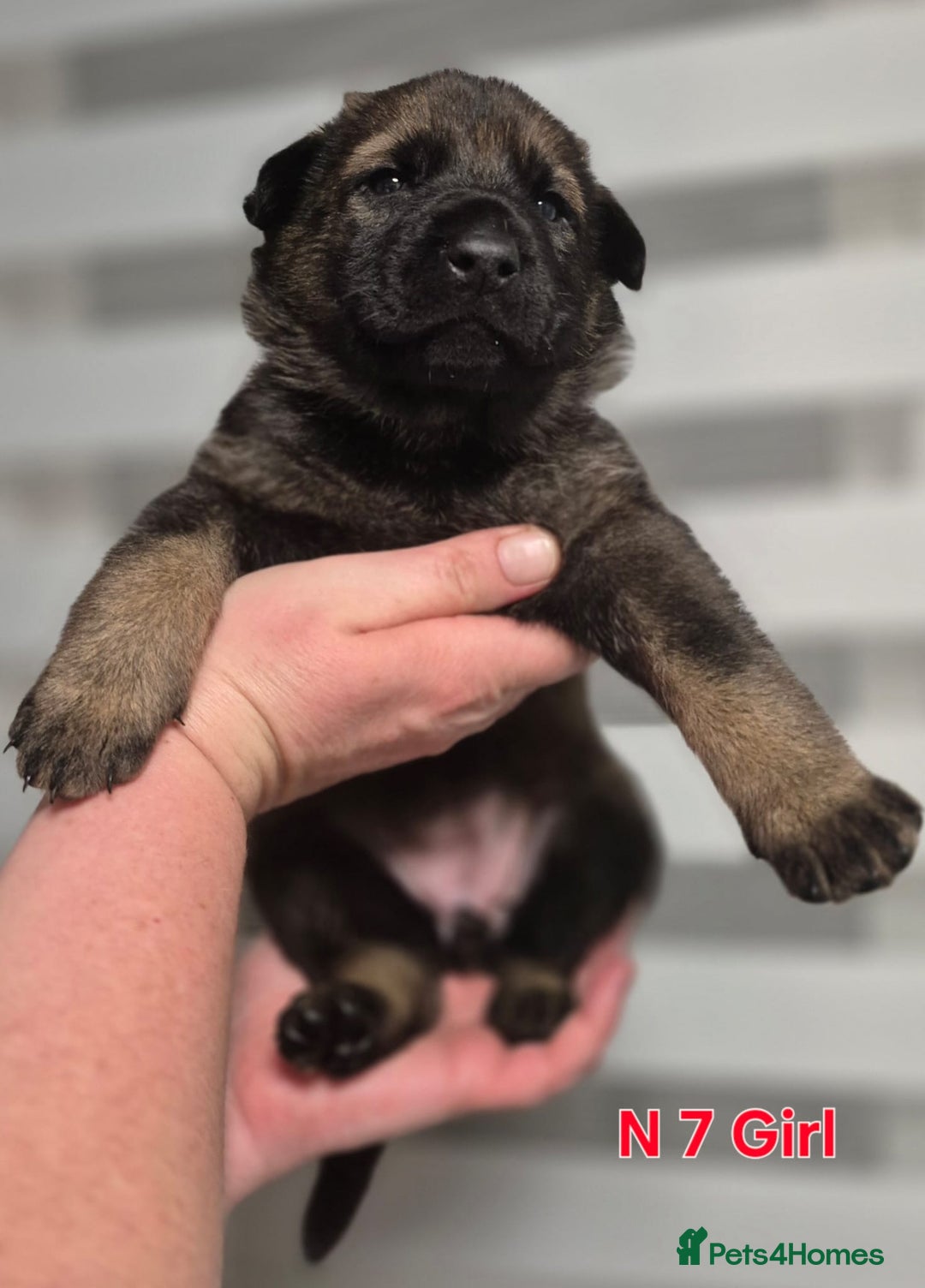 German Shepherd dogs for sale: German Shepherd puppies  - Advert 24