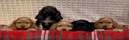 Cocker Spaniel dogs for sale: STUNNING COCKER SPANIEL PUPPIES  - Advert 14