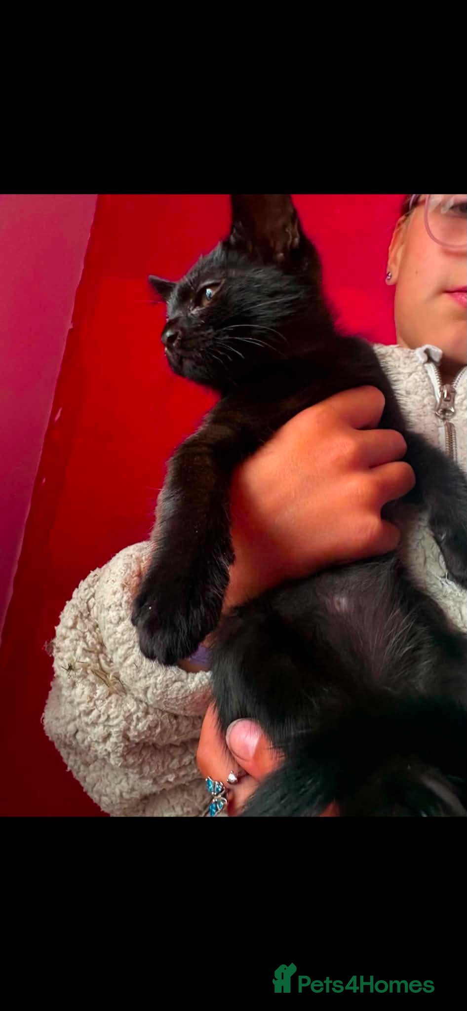 Maine Coon cats for sale: Maine coon x Burmese  - Advert 9