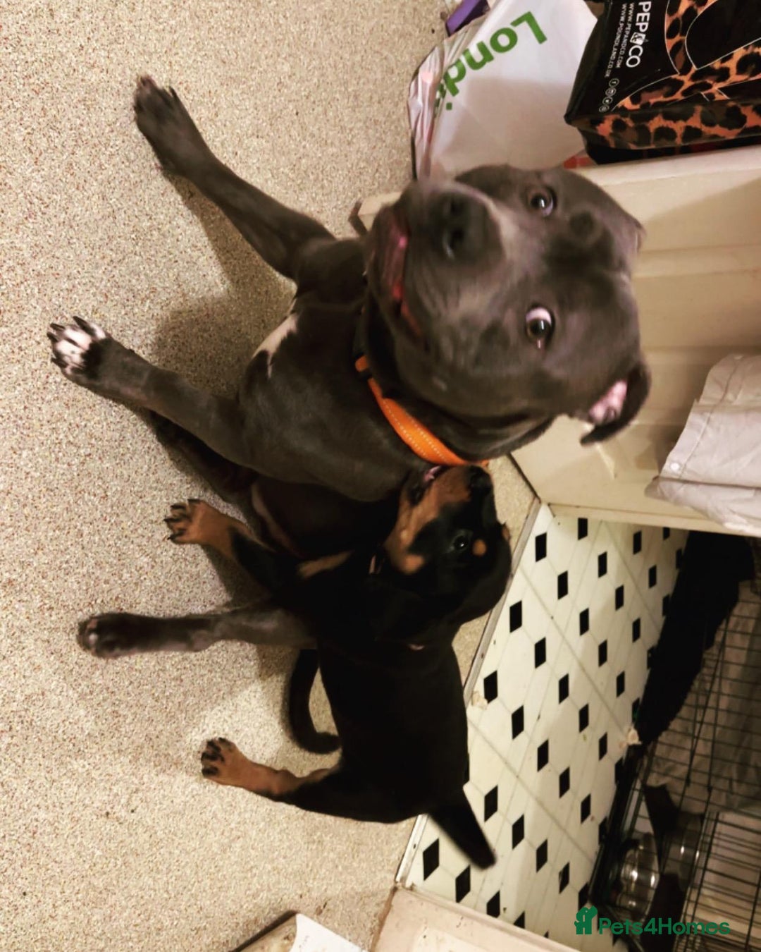 Staffordshire Bull Terrier dogs for stud: Blue kc registered Staffordshire bull terrier stud in Newport - Advert 4