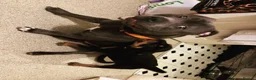 Staffordshire Bull Terrier dogs for stud: Blue kc registered Staffordshire bull terrier stud in Newport - Advert 4