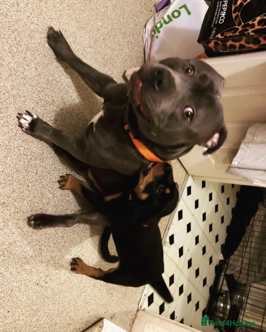 Staffordshire Bull Terrier dogs for stud: Blue kc registered Staffordshire bull terrier stud in Newport - Advert 4