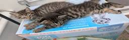 Scottish Fold cats for sale: 2 beautiful kittens READY - Advert 4