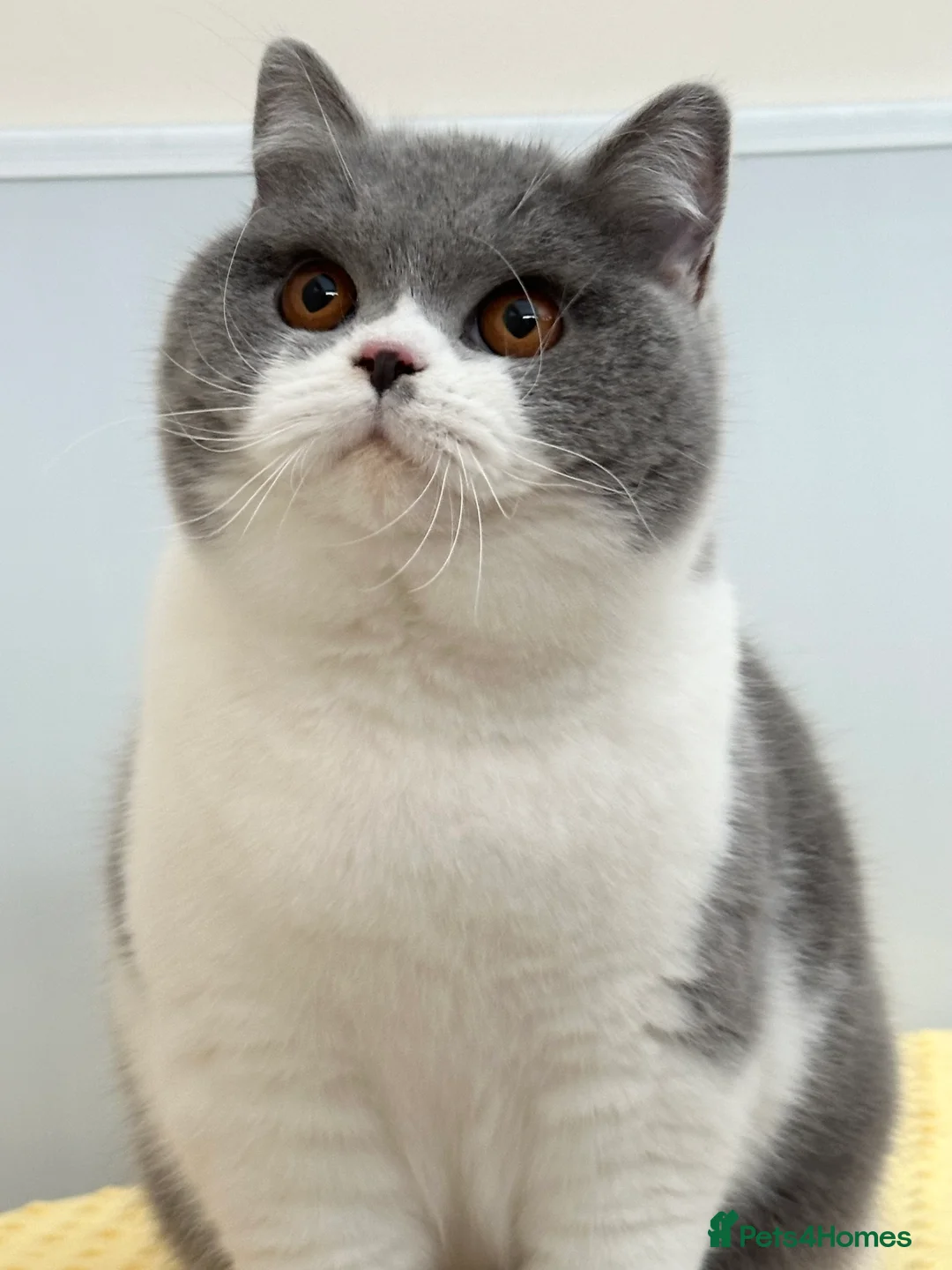 British Shorthair cats for sale: Gorgeous British Female - Advert 3