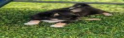 Chihuahua dogs for sale: Stunning apple dome head long coat black tri boy  in Dronfield - Advert 4