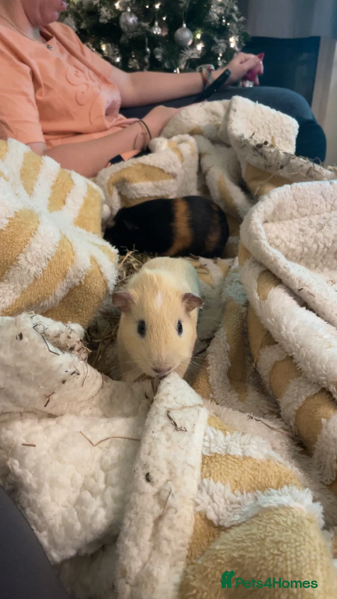 Guinea Pig rodents for sale: Male guinea pig  - Advert 2