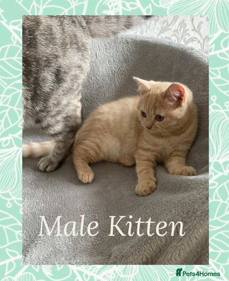British Shorthair cats 🩷 British Shorthair Tabby Kittens *Ready Now* 💙 - Advert 1