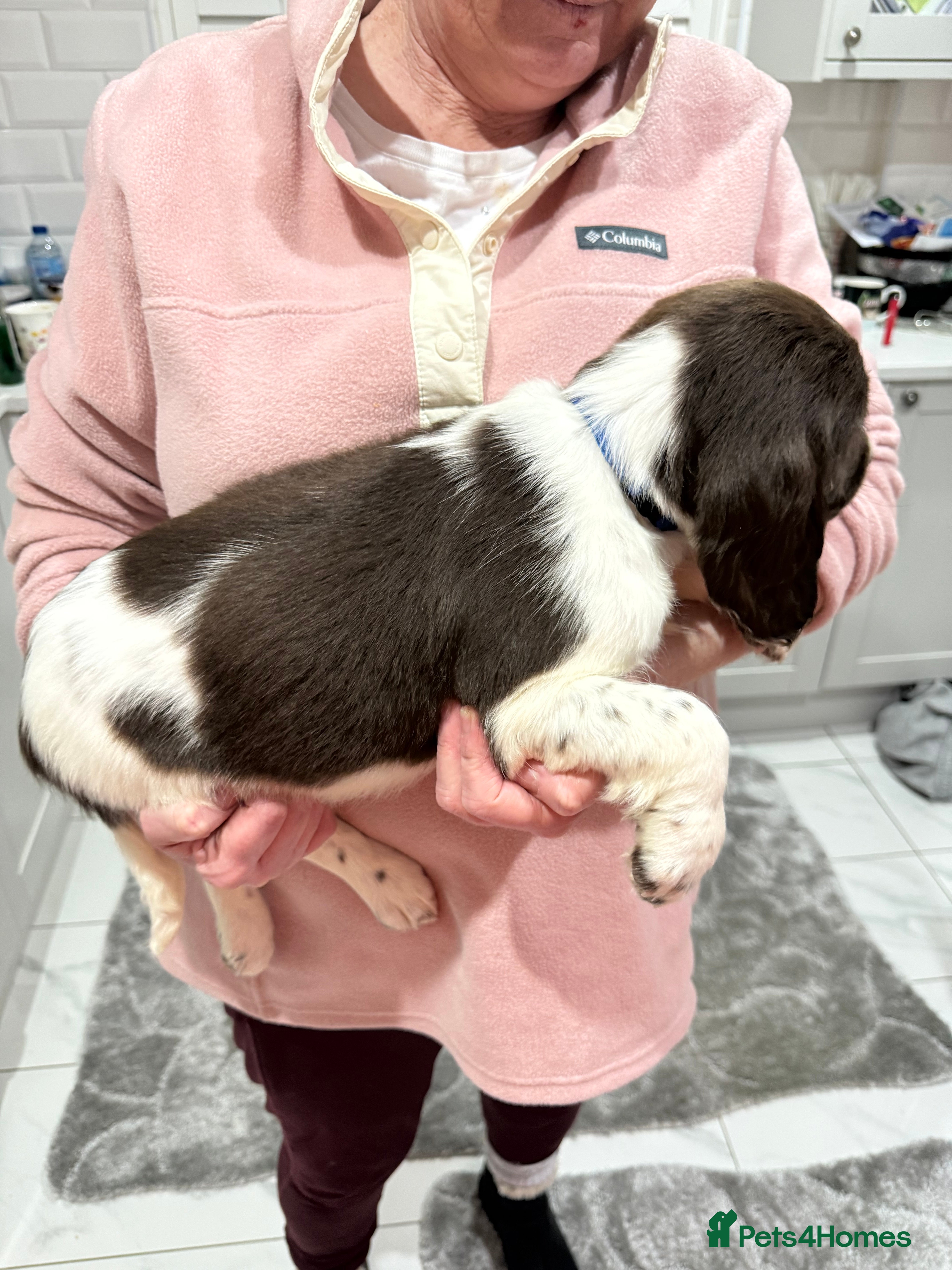 English Springer Spaniel dogs 🐶 English springer spaniel puppies - Advert 2