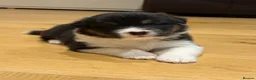 Australian Shepherd dogs for sale: Australian Shepherd Puppies - Advert 9