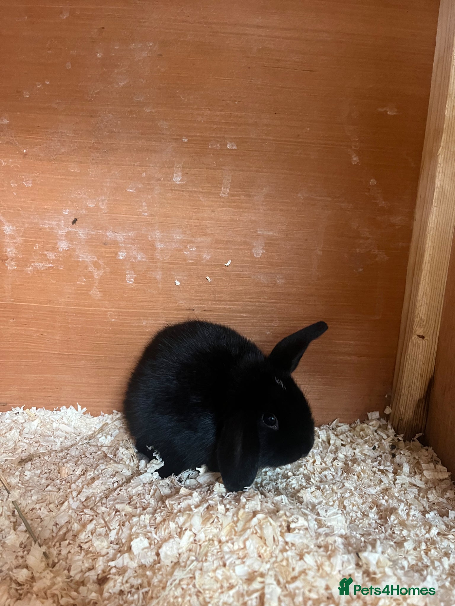 Mini Lop rabbits for sale: Beautiful Mini Lop kits  - Advert 4
