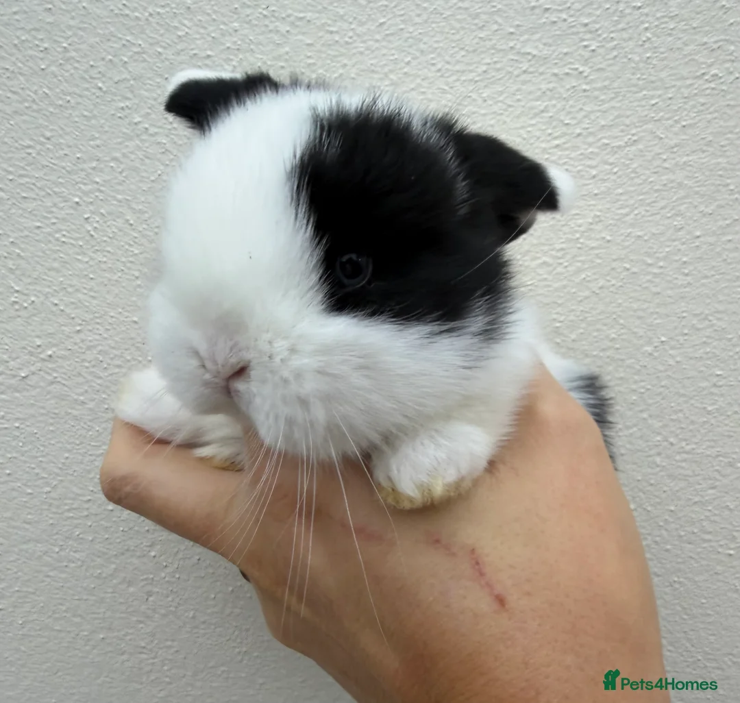 Mini Lop rabbits for sale: Purebred mini lops *Avail to Reserve - Advert 6