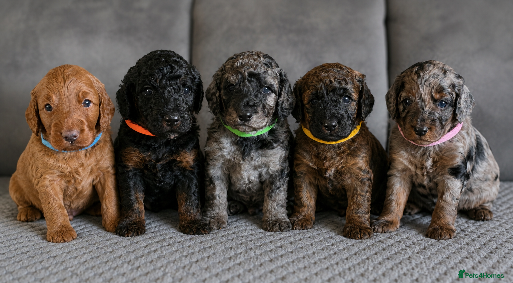 Cockapoo dogs Stunning F1b cockapoo Puppies - Advert 17