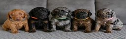 Cockapoo dogs for sale: Sable Girl F1b cockapoo Puppies (1 Left) - Advert 14
