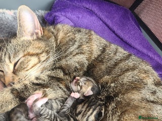 Mixed Breed cats 3 female kittens - Advert 1