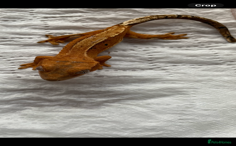 Gecko reptiles - Advert 3