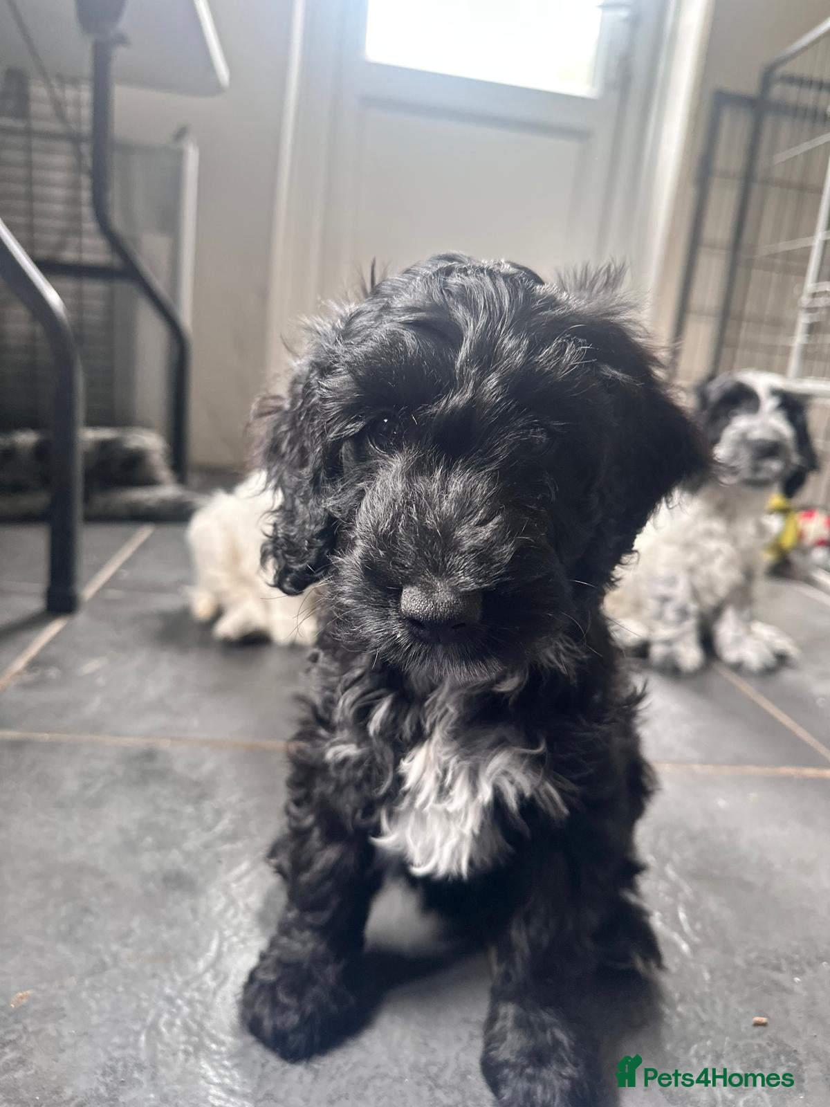 Cockapoo dogs Beautifully coloured f1 cockapoo pups - Advert 2
