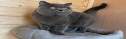 British Shorthair cats for sale: GCCF Beautiful British Shorthair Kittens for sale in Bolton - Advert 11