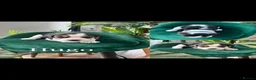 Beagle dogs for sale: Beautiful Beagle puppies  - Advert 9