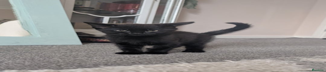 Onyx