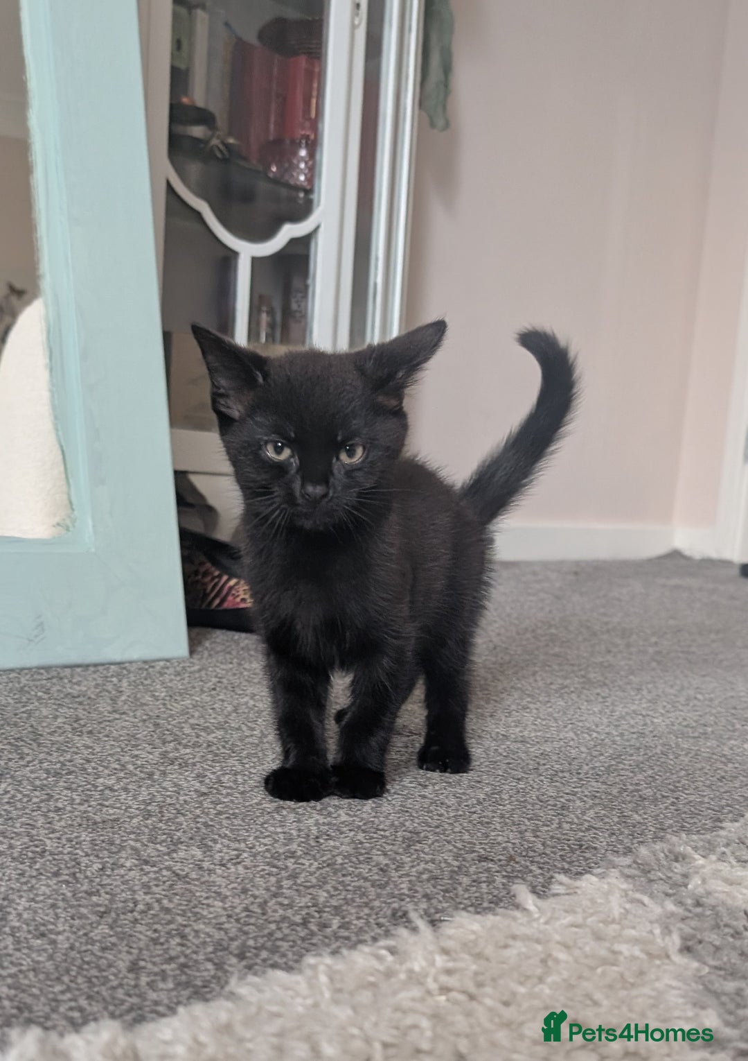 Mixed Breed cats for sale: Lovely black and Tuxedo kittens for sale - Image 3