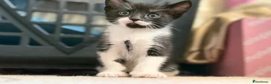 Mixed Breed Kitten 2