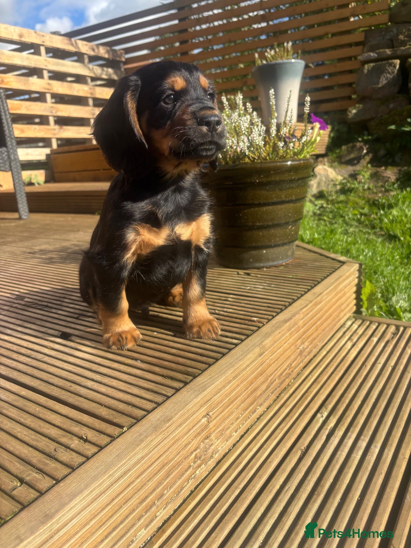 Cocker Spaniel dogs Stunning Litter Of Cocker Puppies ** READY NOW **  - Advert 6