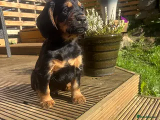 Cocker Spaniel dogs Stunning Litter Of Cocker Puppies ** READY NOW ** - Advert 6