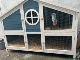 Guinea Pig rodents - Advert 12