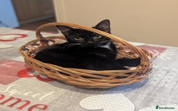 Mixed Breed cats for sale: Kitten Beau  - Image 4