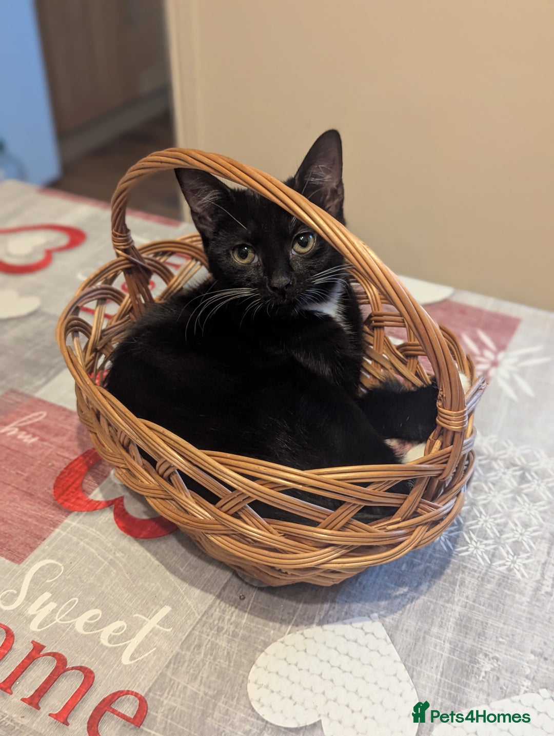 Mixed Breed cats for sale: Kitten Beau  - Image 4