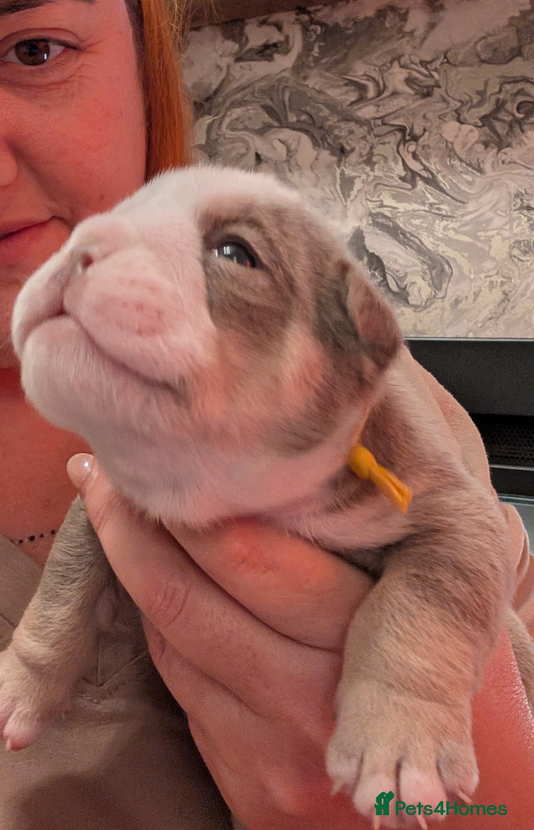 English Bulldog dogs for sale: Outstanding English bulldog puppies  - Advert 6