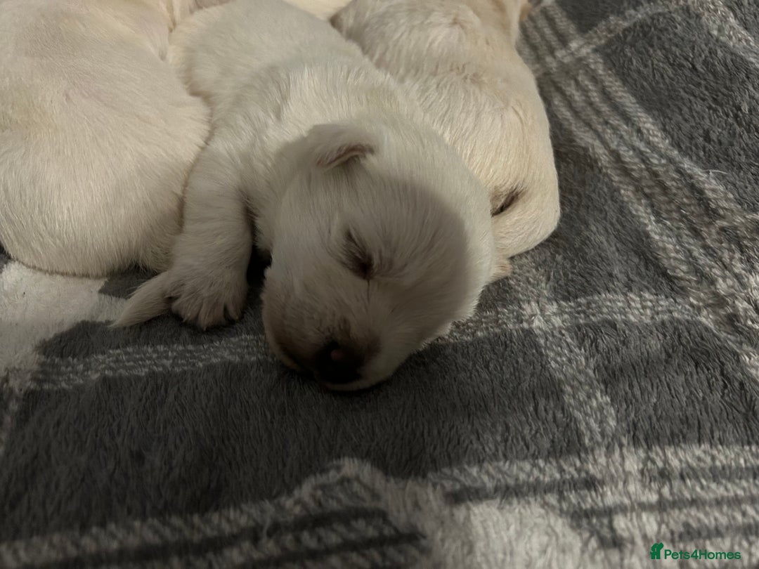 West Highland Terrier dogs for sale: Gorgeous West Highland White (Westie) Puppies - Image 31