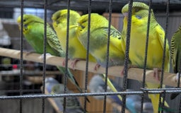 Budgerigars birds for sale: Budgies for Sale Many colours Cages Available  - Image 23